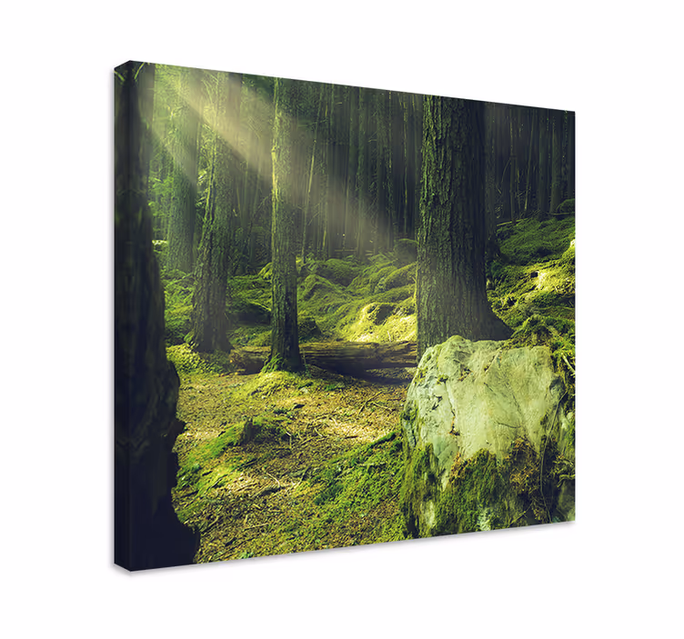 Cuadro de árboles camino del bosque iluminado - TenVinilo