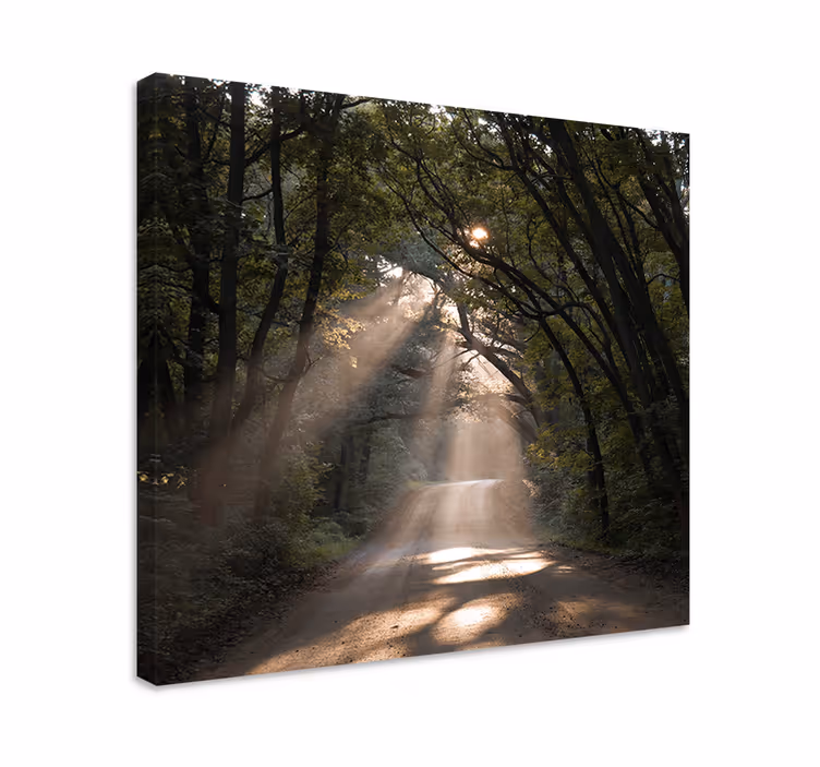 Cuadro paisajes sendero soleado del bosque - TenVinilo
