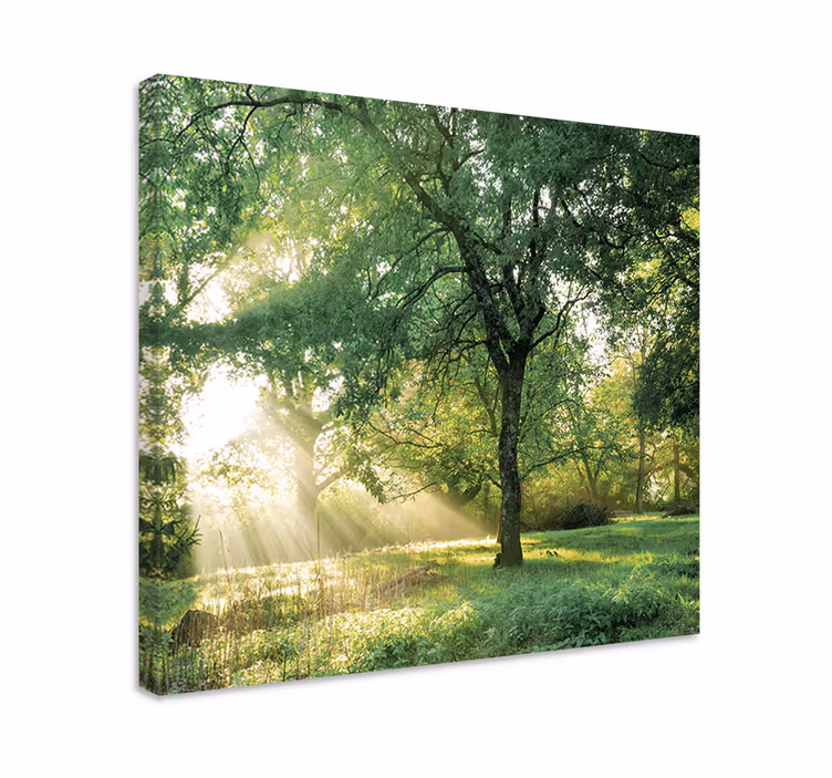 Cuadro árboles Naturaleza verde mañana bosque - TenVinilo