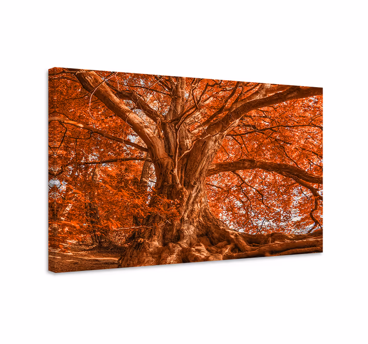 Cuadro de árboles dosel majestuoso de otoño - TenVinilo