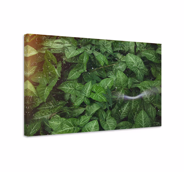 Cuadro paisajes Hermosas hojas verdes soleadas - TenVinilo
