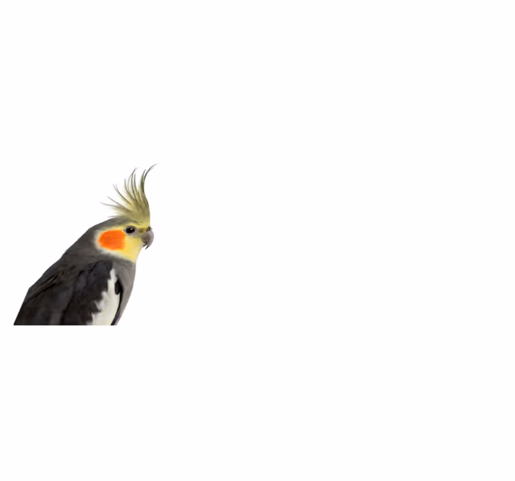 Aflombra vinílica animales Loro cacatúa - TenVinilo