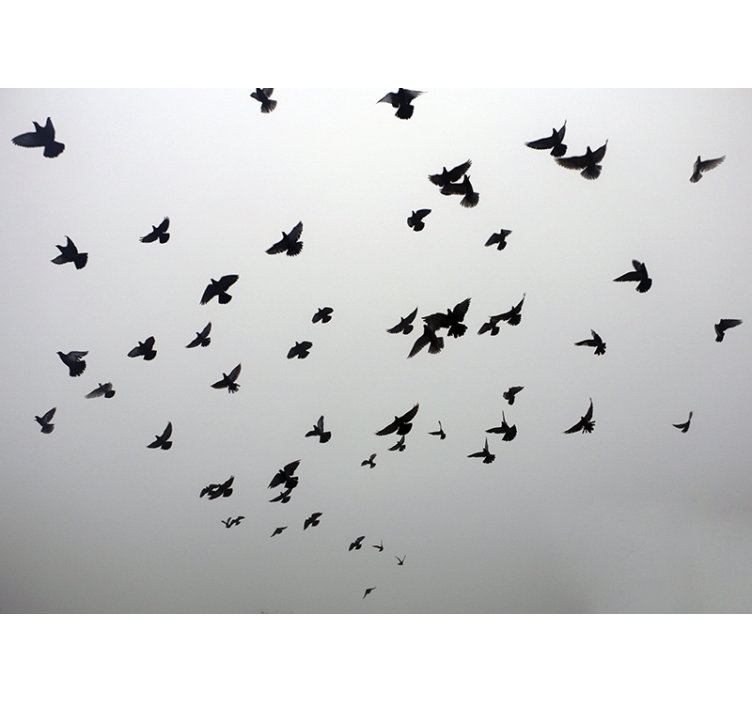 Cortina roller blanca imagen estética de aves en sombra - TenVinilo