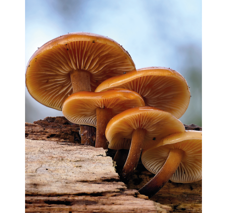 Cortina roller flores crecimiento de hongos - TenVinilo