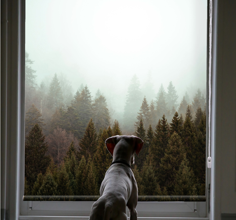 Cortina roller árboles vista del bosque brumoso - TenVinilo