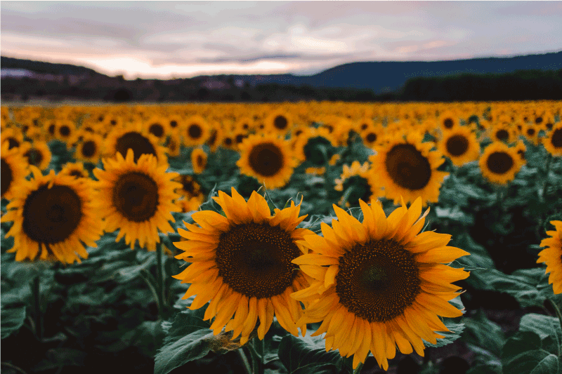 Mantel individual elegante Campo de girasoles - TenVinilo