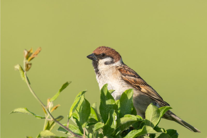Individual mesa moderno pájaro en verde - TenVinilo