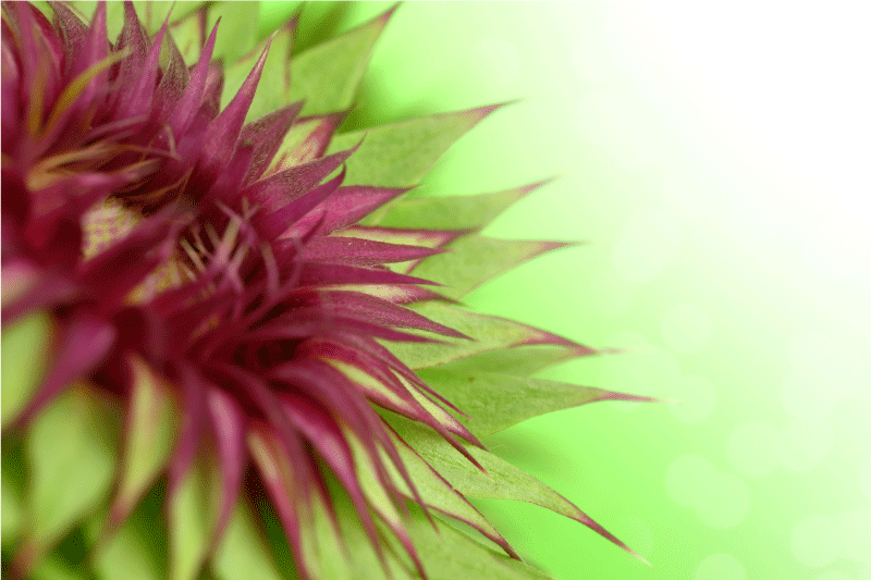 Mantel individual elegante cardo - TenVinilo