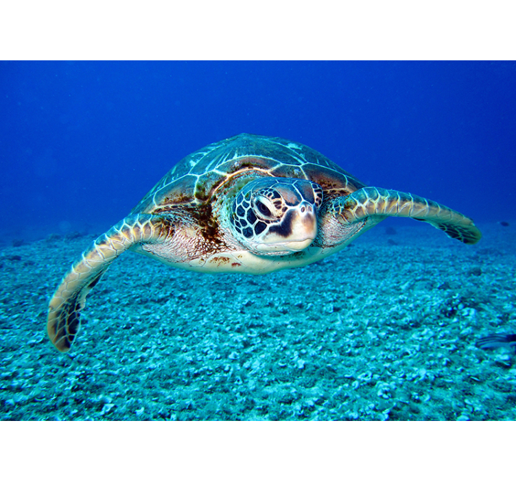 Fotomural de animales tortuga tropical - TenVinilo