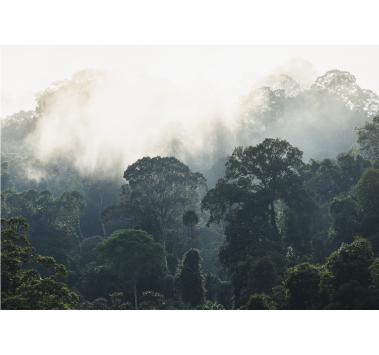 Mural de naturaleza vista del bosque brumoso - TenVinilo