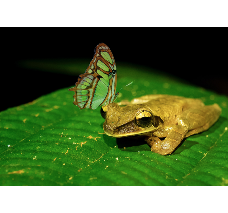 Mural de animales rana y mariposa - TenVinilo