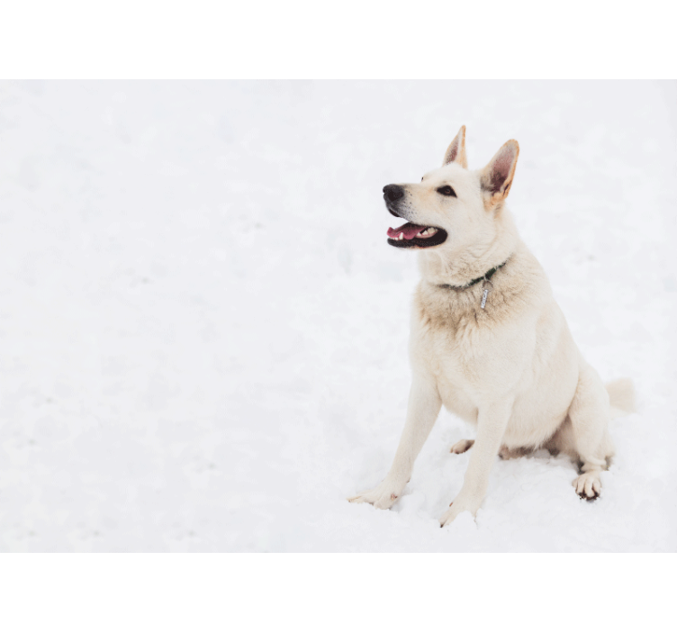 Mural de animales perro blanco feliz - TenVinilo
