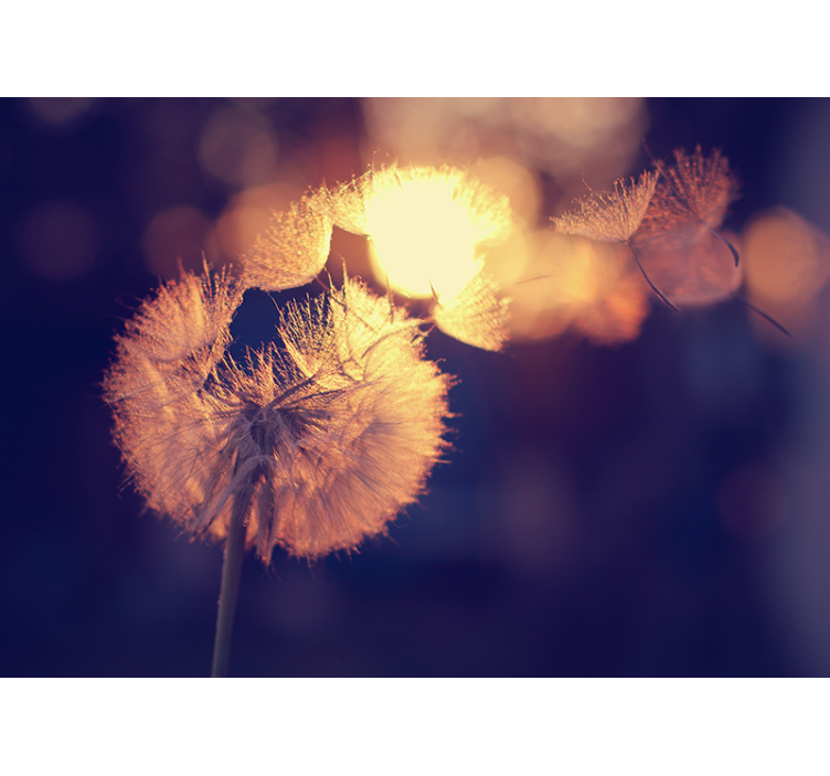 Mural amapolas resplandor de pelusa de diente de león - TenVinilo