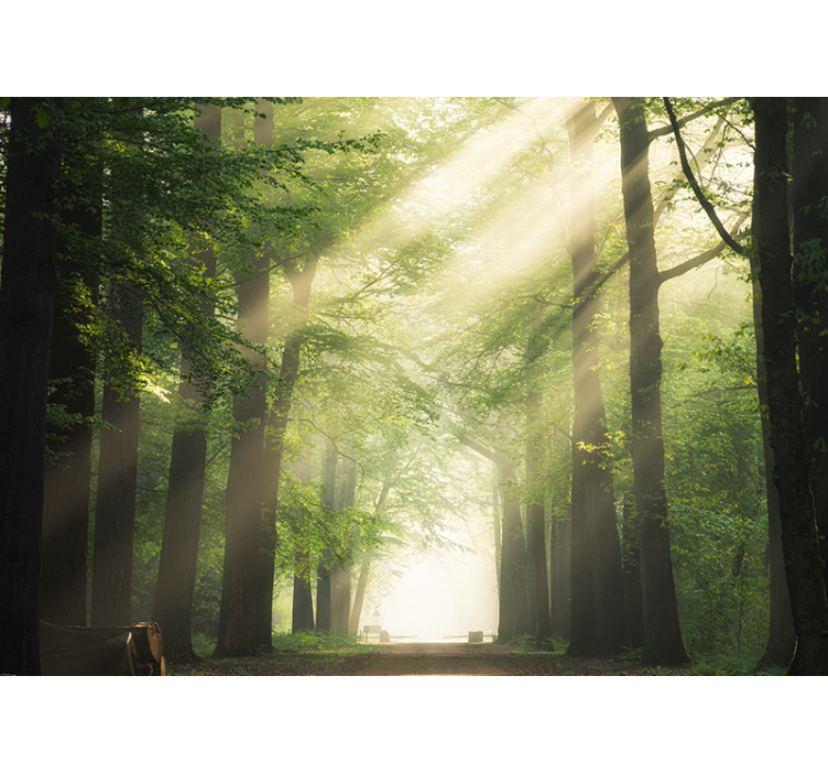 Mural de bosque bosques radiantes y verdes - TenVinilo