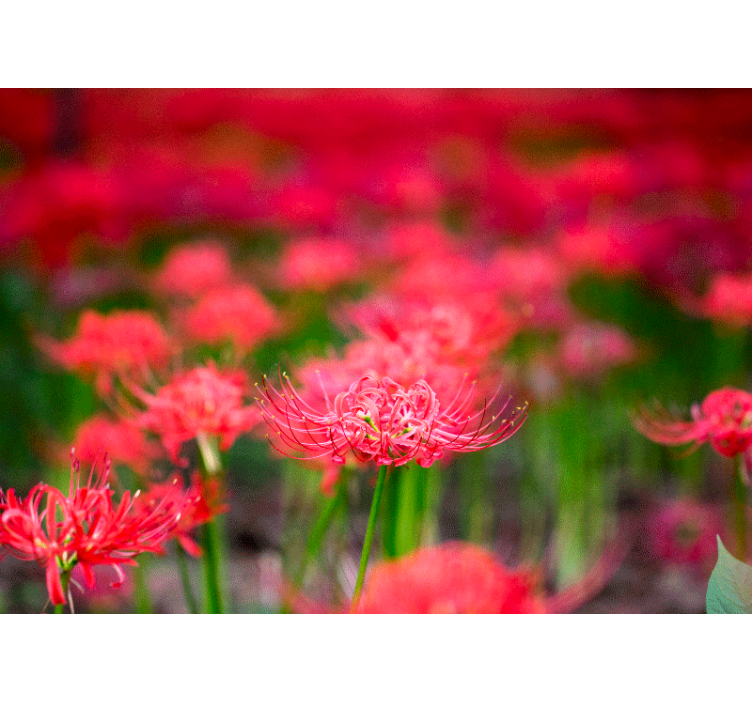 Mural amapolas flores carmesí vivas - TenVinilo