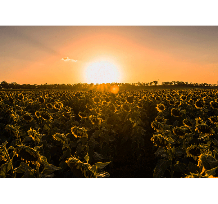 Mural de flores pradera de girasoles al atardecer - TenVinilo