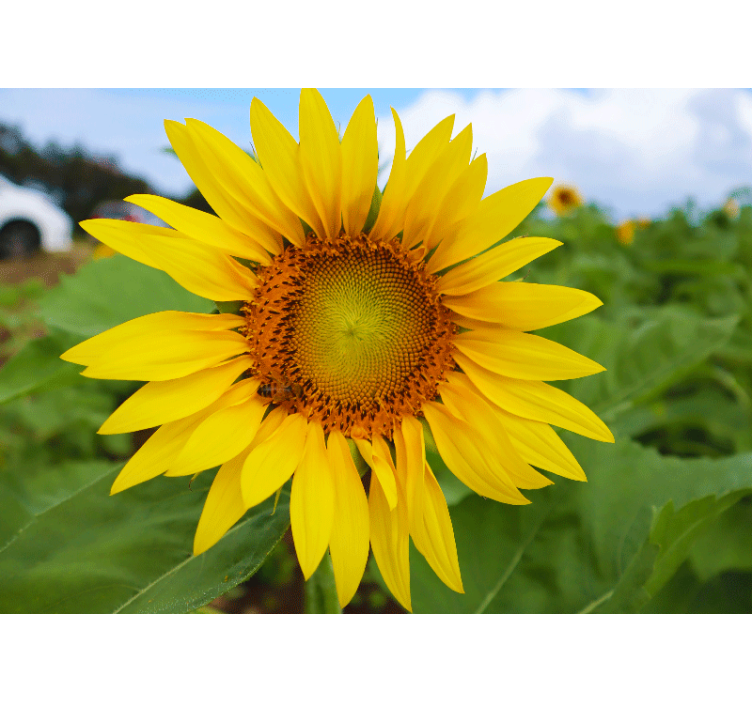 Mural de flores belleza de girasoles en flor - TenVinilo