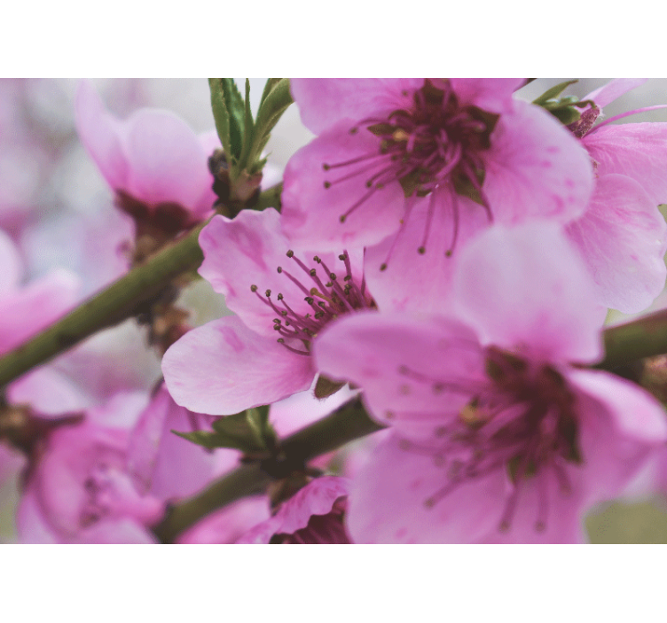 Mural amapolas flores rosadas radiantes - TenVinilo
