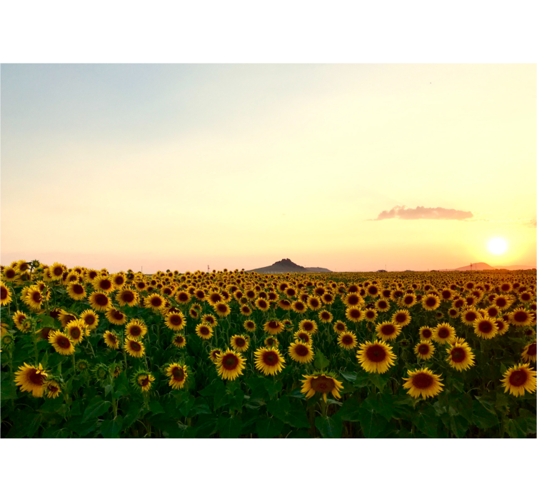 Mural de flores campo de girasoles al atardecer - TenVinilo