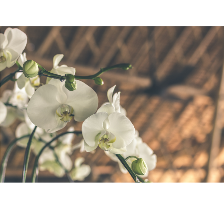 Mural de orquídeas floraciones de orquídeas elegantes - TenVinilo