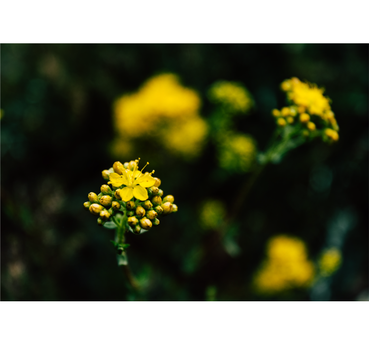 Fotomural flores Flor exótica en el paisaje - TenVinilo