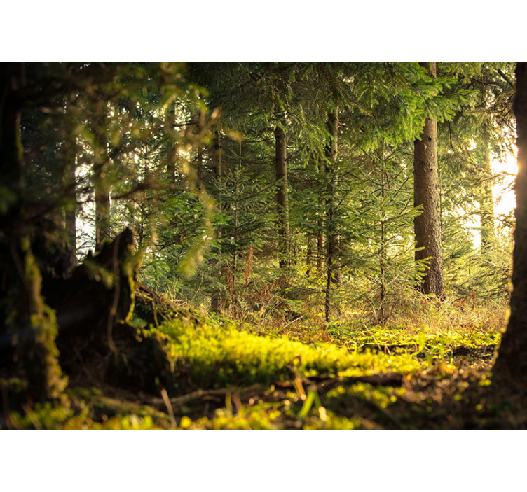 Fotomural naturaleza Bosque verde con todos los árboles y rayos s - TenVinilo