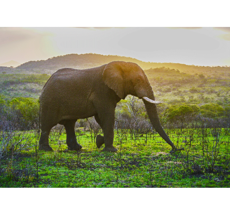 Mural de animales escena del majestuoso elefante - TenVinilo