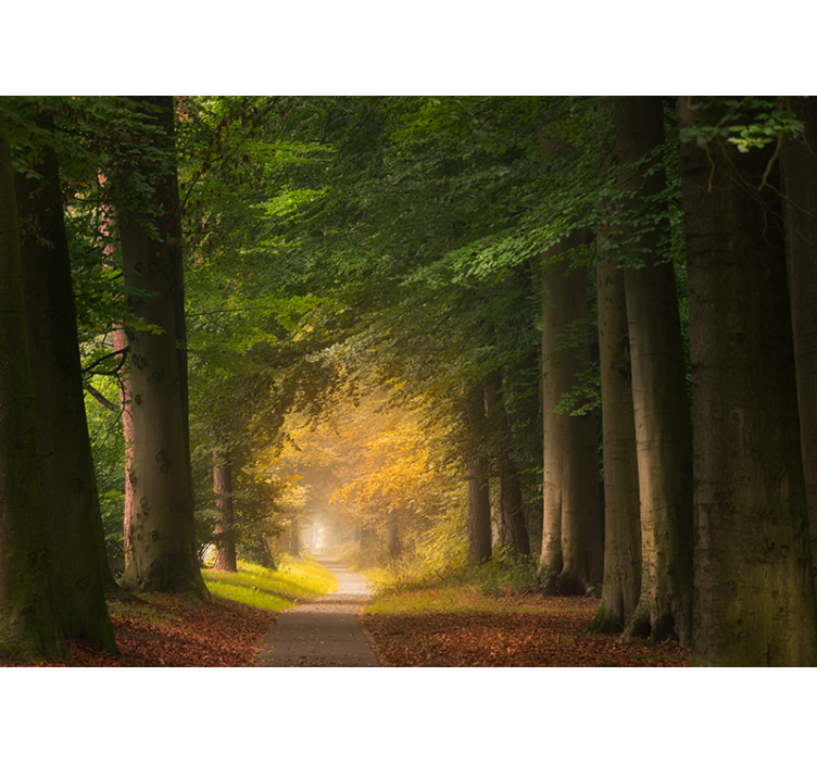 Mural de naturaleza escena del camino del bosque - TenVinilo