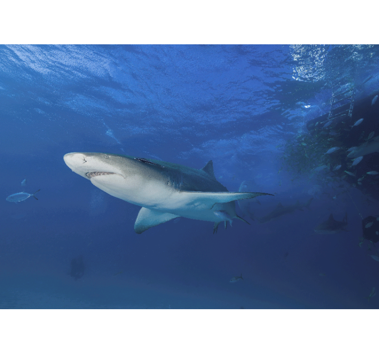 Mural de animales exploración del tiburón majestuoso - TenVinilo