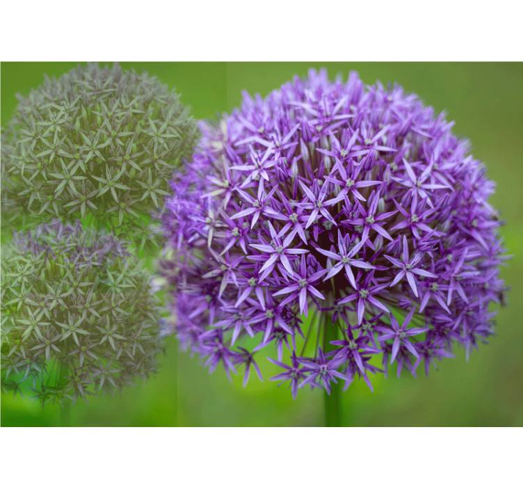 Mural amapolas arreglo floral púrpura - TenVinilo