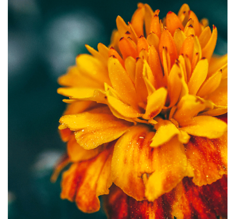 Fotomural flores Amapolas naranjas en un campo soleado - TenVinilo