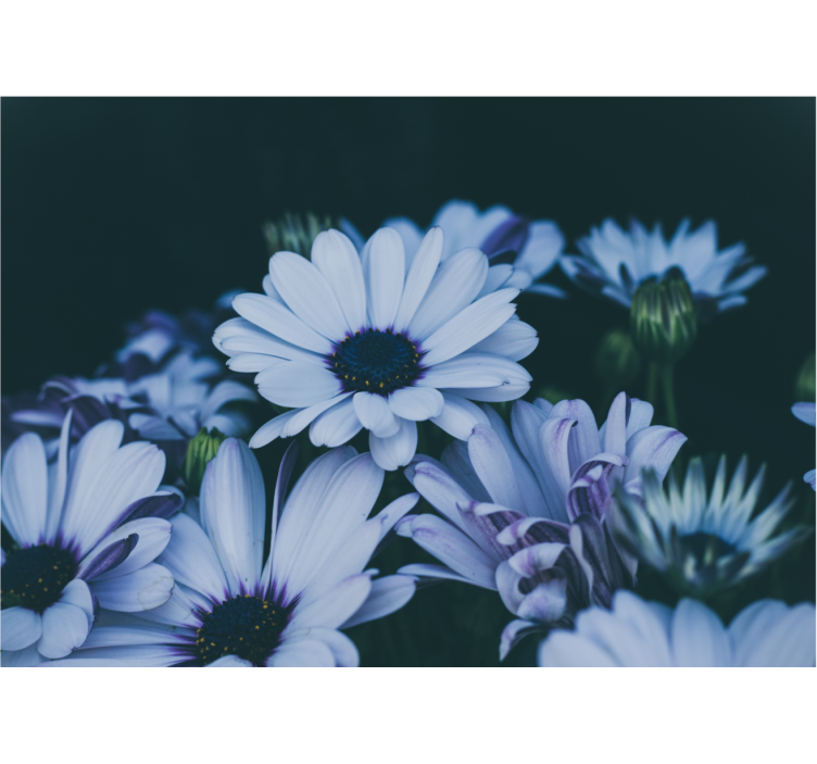 Fotomural flores Flores de margarita blanca y morada - TenVinilo