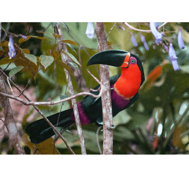 Mural de animales exhibición de tucanes coloridos - TenVinilo