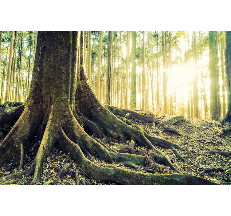 Mural de bosque raíces de árbol iluminadas - TenVinilo