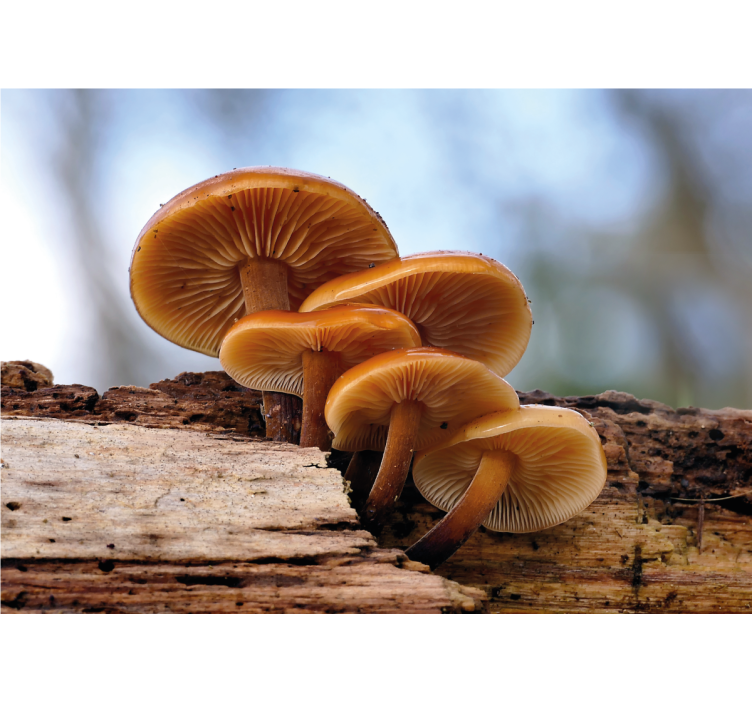 Mural de flores racimo de setas - TenVinilo