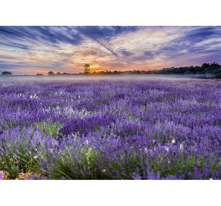 Mural de flores campo de lavanda al atardecer - TenVinilo