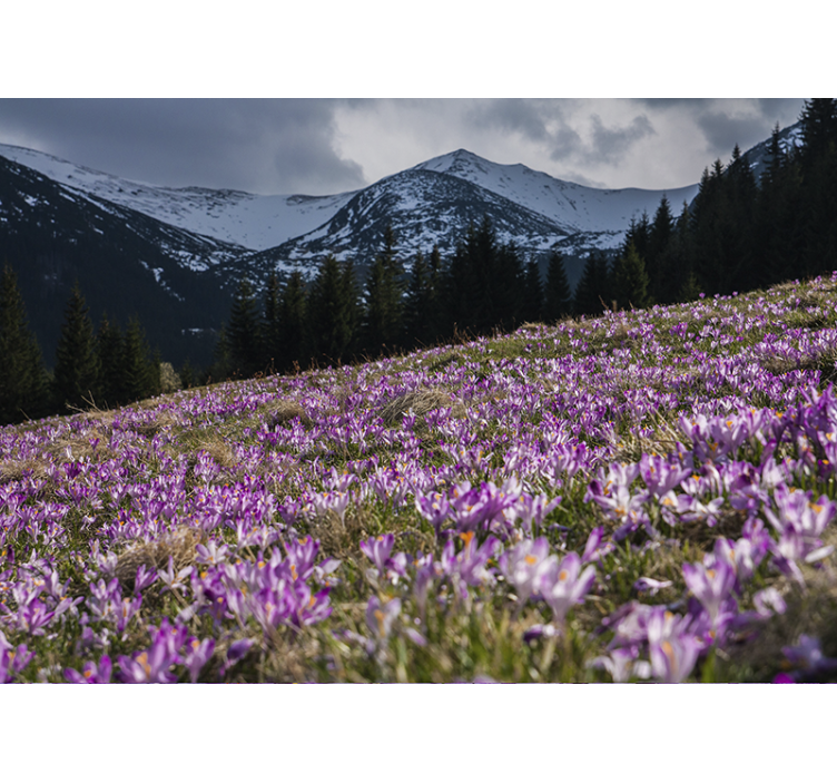 Mural de flores campo de flores de crocus - TenVinilo
