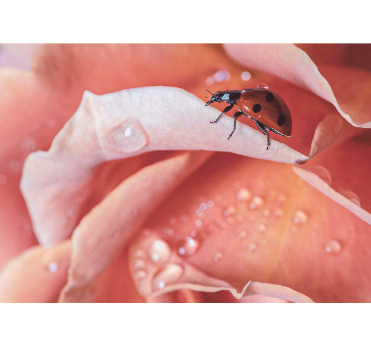 Mural de flores con mariquita sobre pétalo - TenVinilo