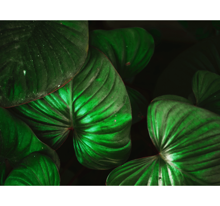 Mural de naturaleza hojas verdes vivas - TenVinilo