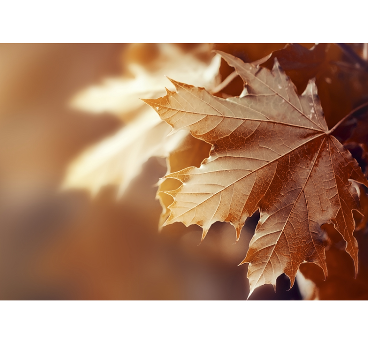 Mural de flores hoja de arce en primer plano - TenVinilo