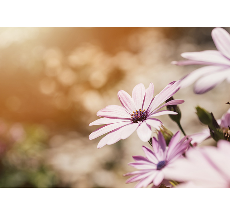 Mural de flores floración de flores rosas - TenVinilo