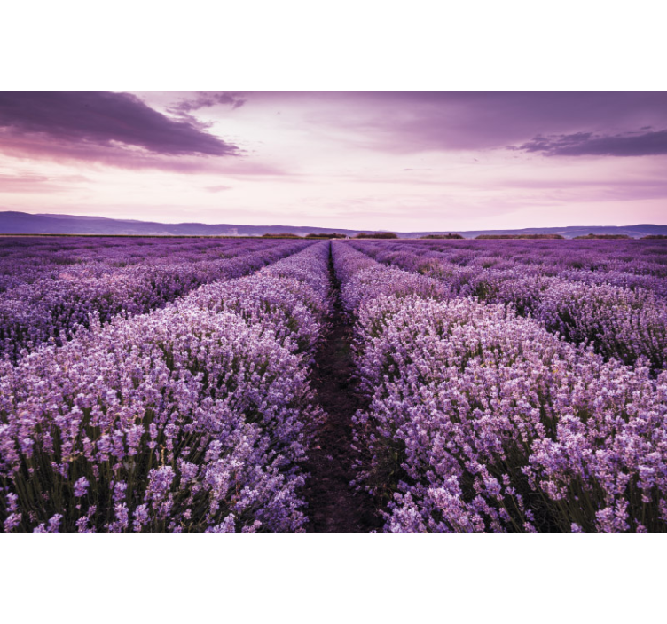 Mural de flores serenidad del campo de lavanda - TenVinilo