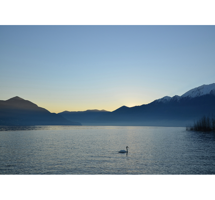 Fotomural lago atardecer con cisne - TenVinilo
