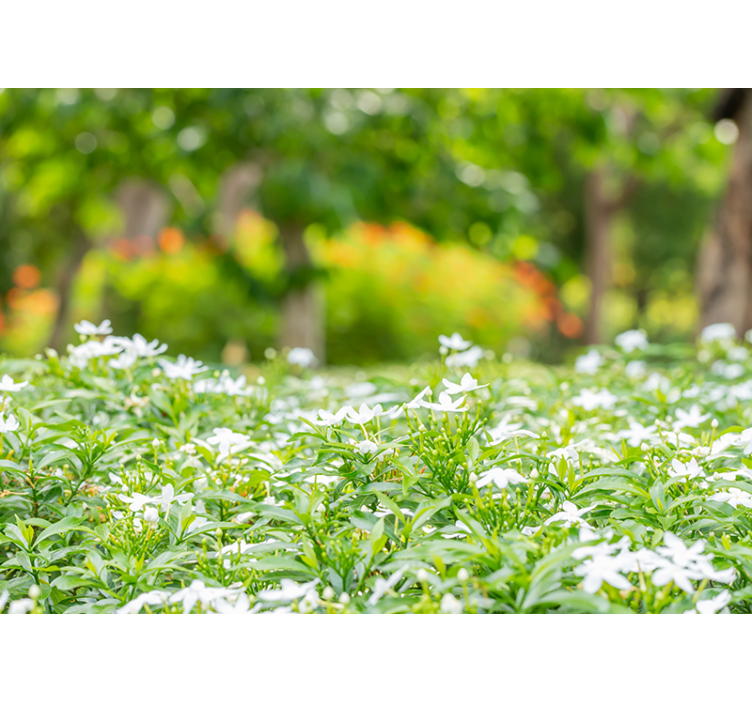 Mural de flores lujosas flores blancas - TenVinilo