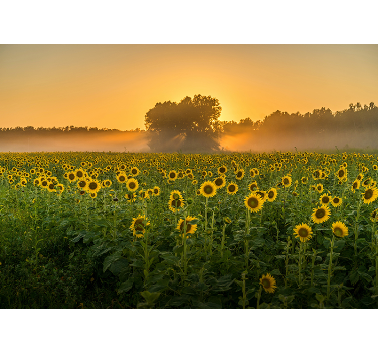 Fotomural naturaleza Girasoles en una puesta de sol - TenVinilo