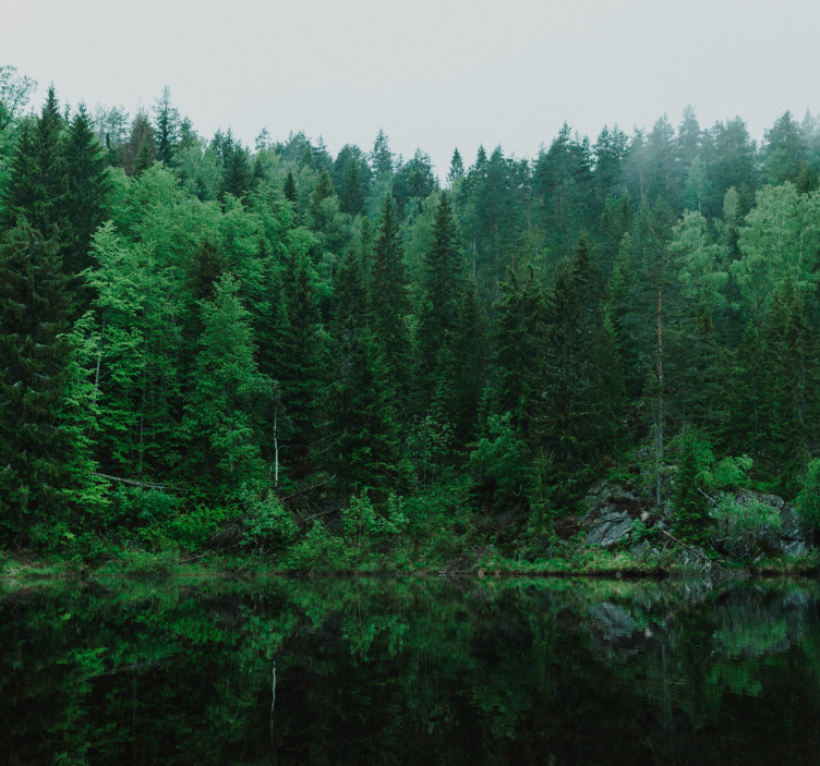 Fotomural árbol bosque profundo Translation: Bosque profundo - TenVinilo