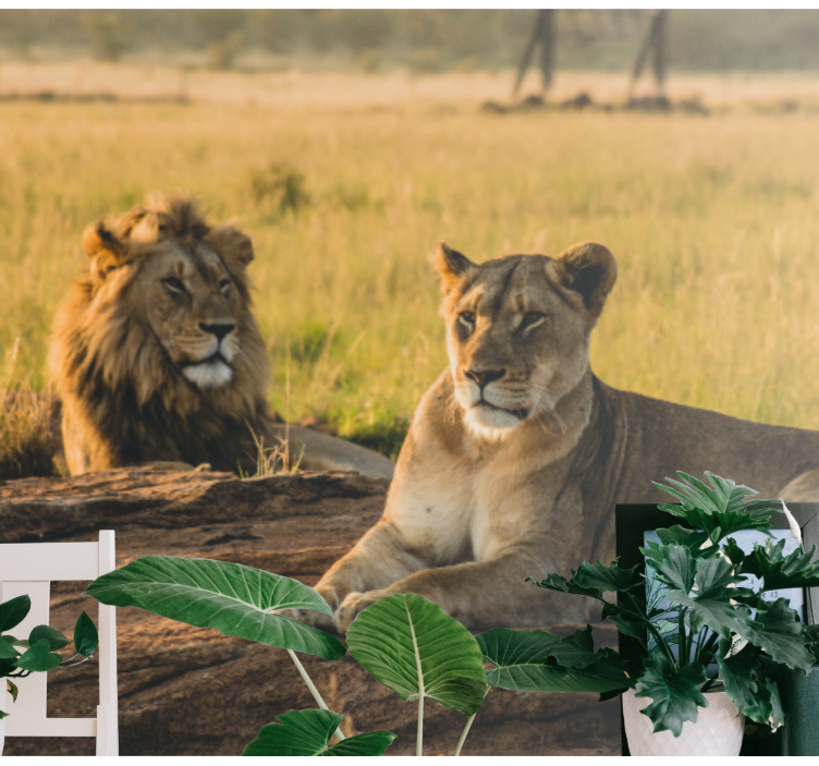 Mural leones Leones en la sabana - TenVinilo