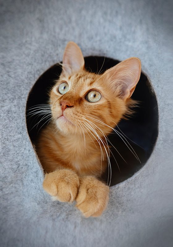 Diseño de impresión de cartel de gato mirando a escondidas - TenVinilo