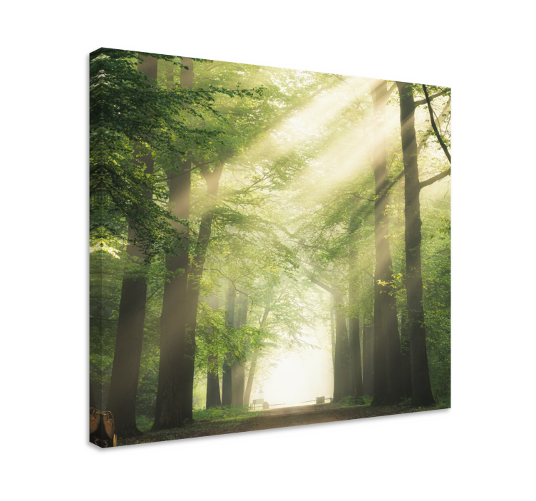 Cuadro paisajes Bosque verde con el sol - TenVinilo