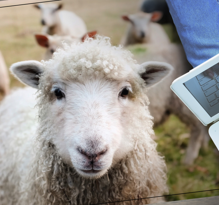 Alfombra vinílica animales cara de oveja rizada - TenVinilo